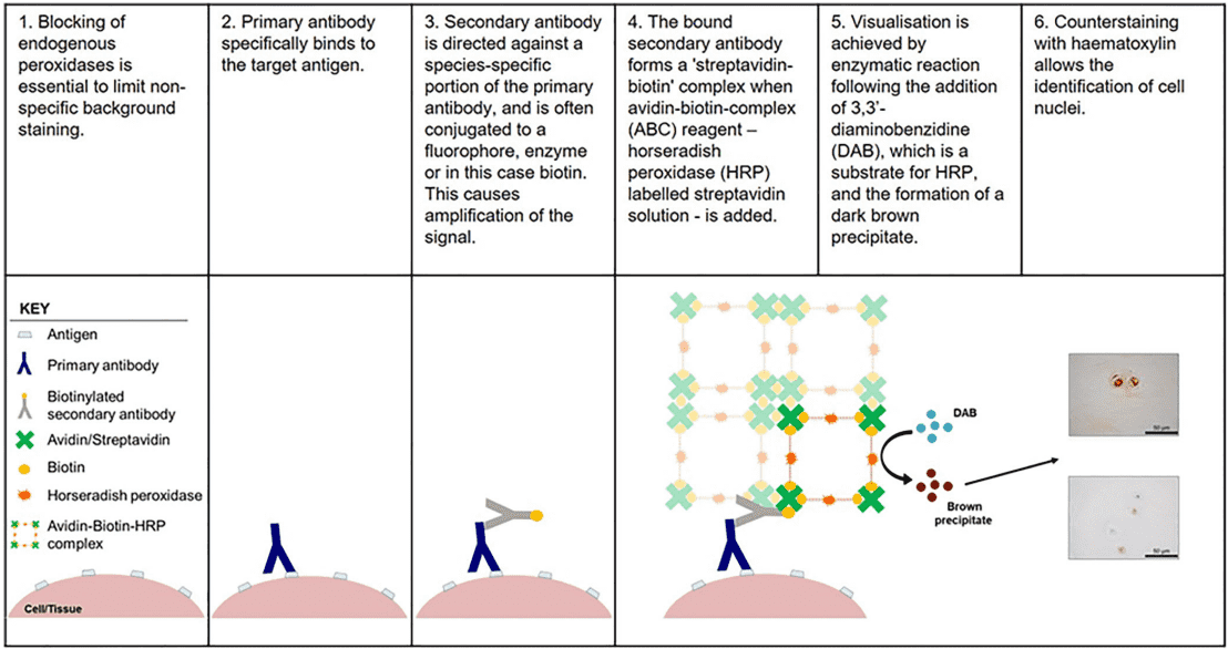 Fig.1 Overview of IHC. (Binch, Joseph and Christine, 2020)
