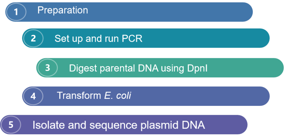 Fig.1 Flowchart of the complete protocol. (Creative Biolabs Original)