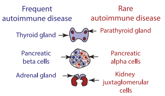 Some endocrine tissues are prone to autoimmune diseases, while others are not.