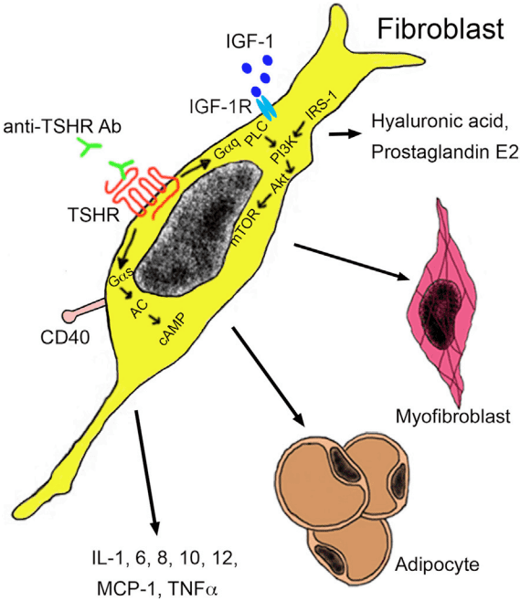 Example of possible effector mechanisms of autoantibodies in endocrine autoimmune disorders.