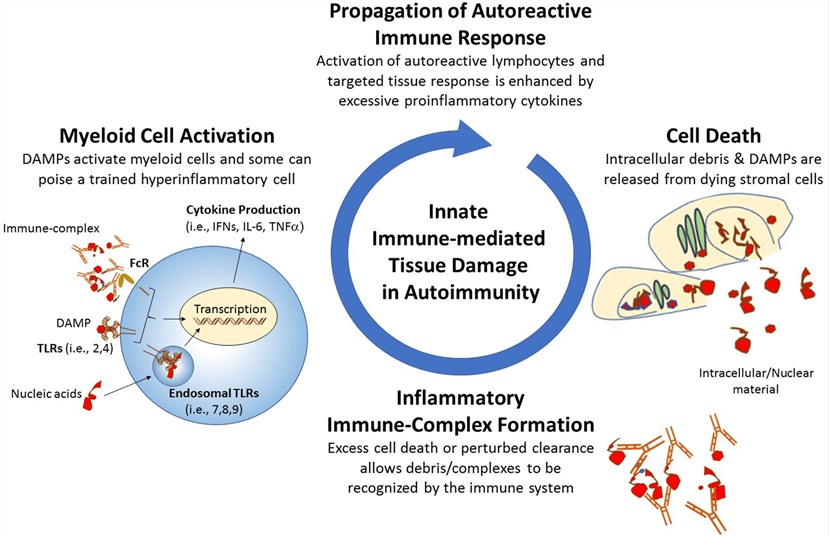 Cellular processes involved in the pathogenesis of autoimmunity.