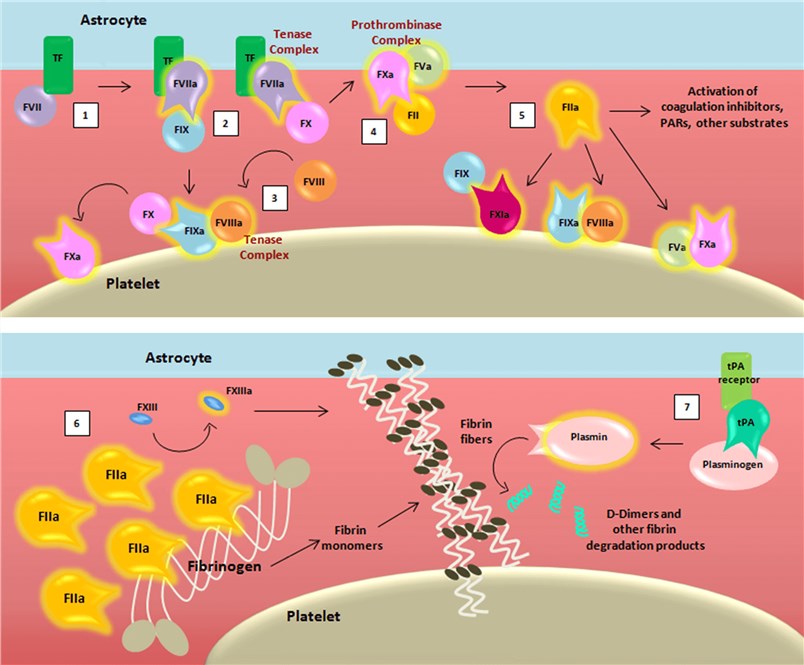 Schematic representation of the coagulation cascade and fibrinolytic pathway after blood-brain barrier damage.