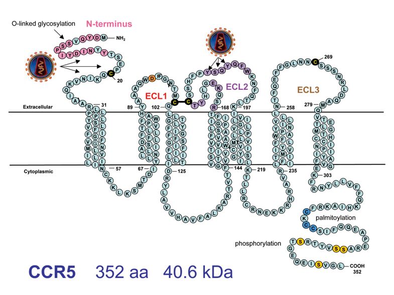HIV on the surface of T-lymphocyte.