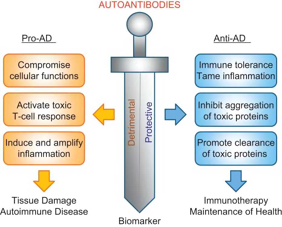 Potential roles of autoantibodies in Alzheimer’s disease.