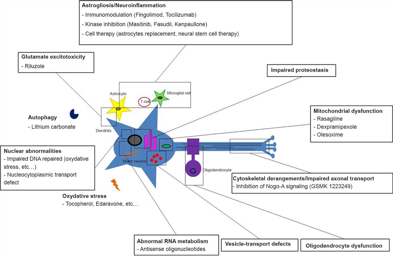 Main pathogenic processes and potential therapies in amyotrophic lateral sclerosis.