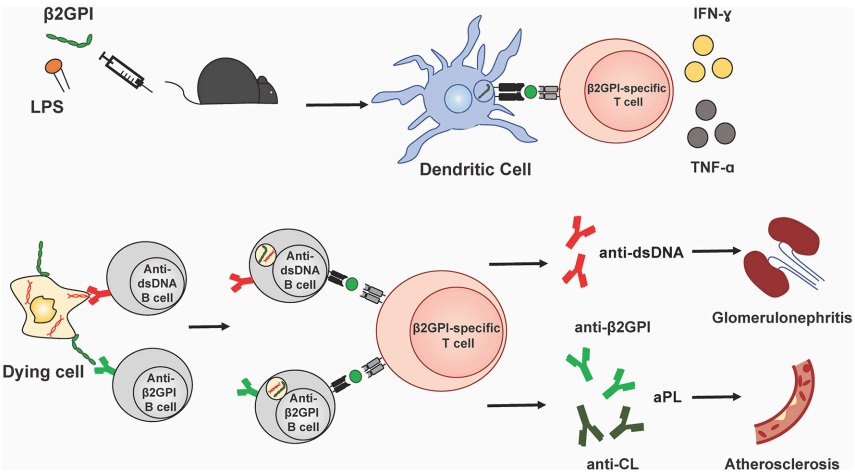 Fig.2 β2GPI-reactive T cells promote autoantibody production and pathology. (Rauch, et al., 2018)