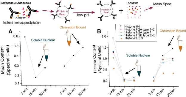 MS analysis reveals that histones are a likely target of autoantibodies in the brain from patients with epilepsy.