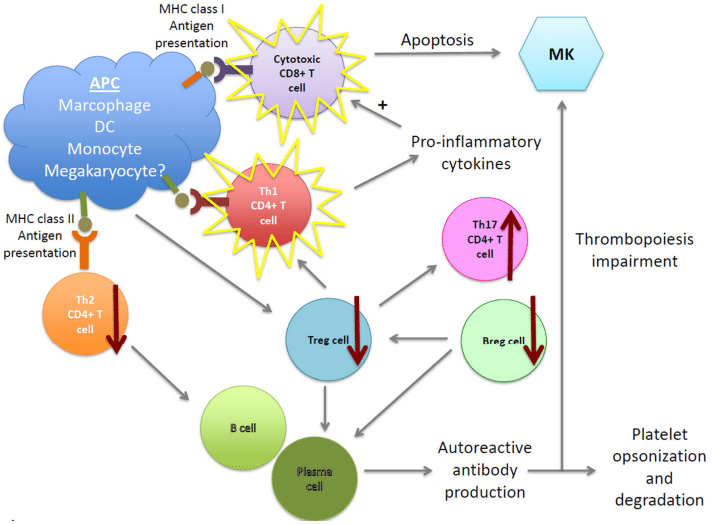 Fig.1 Pathogenesis of ITP. (Zufferey, Rick and John, 2017)