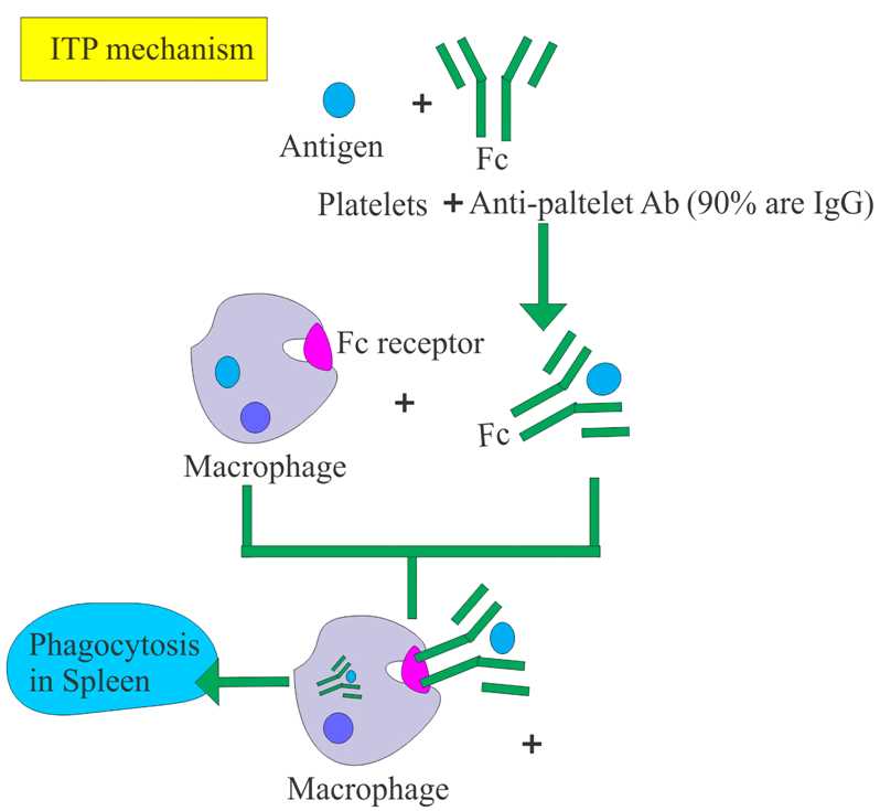 The antibodies are usually directed against the HLA-antigen on the surface of platelets, or platelets specific antigen (PLA1 and PLA2).
