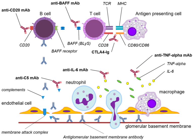 Fig.1 The immunobiological agents for treatment of anti-GBM disease. (Yamashita, et al., 2023)