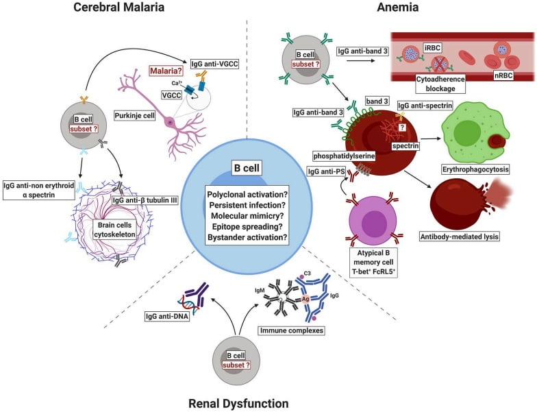 Fig.1 The potential function of self-reactive antibodies in malaria pathogenesis or prevention. (Mourão, Gustavo and Érika, 2020)