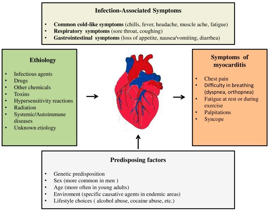 Fig.1 Overview of myocarditis. (Lasica, et al., 2023)