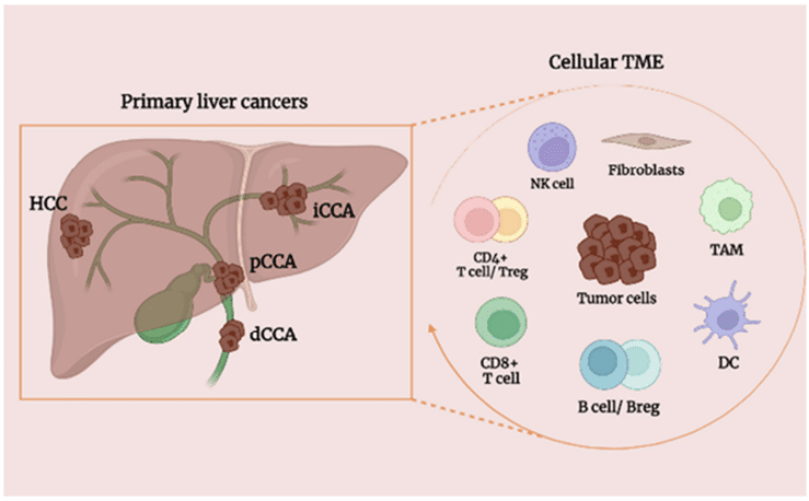 Fig.1 The vital role of TME in PLC. (Milardi and Ana, 2023)