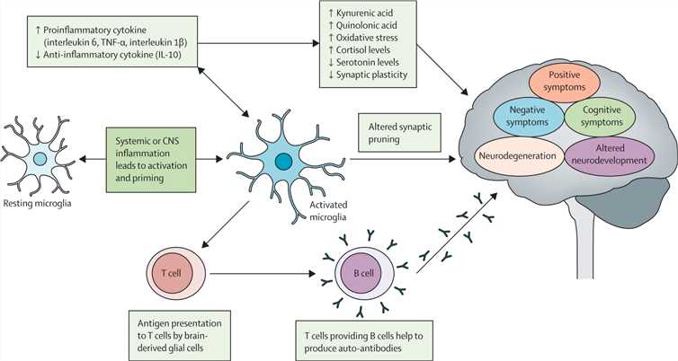 Possible mechanisms including autoantibodies of immune-mediated schizophrenia.
