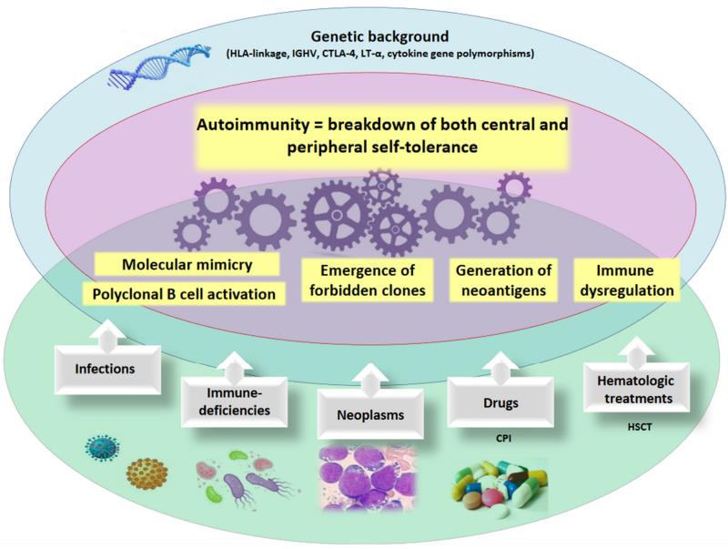 Fig.1 Autoimmune mechanism. (Barcellini, Juri and Bruno, 2021)