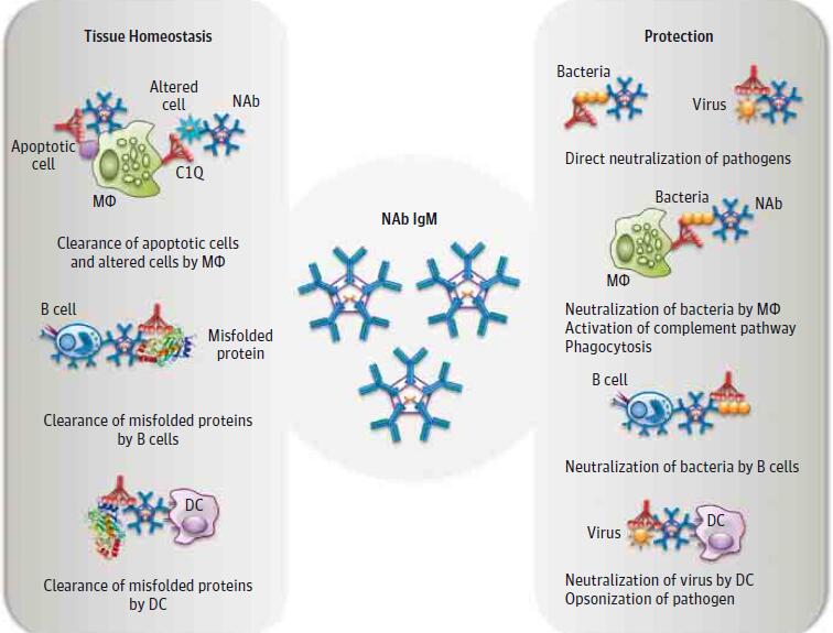 The NAbs are the first line of defense against invading microbes. They also maintain tissue homeostasis and shape subsequent immune responses. NAbs help recognize apoptotic cells; promote their clearance by phagocytic cell; and clear altered or malignant cells and misfolded proteins. NAbs activate complement pathways and help prevent inflammation, autoimmunity, and malignancy.