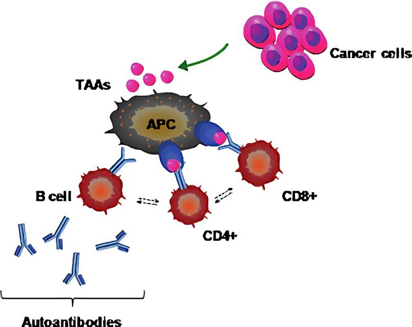 TAAs can elicit a B-lymphocyte response