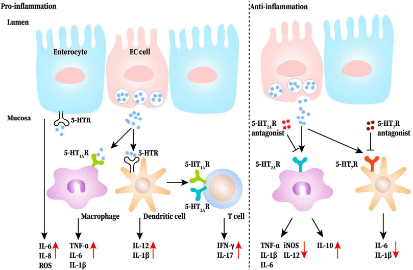 Fig.1 Dual roles of the 5-HT signaling pathway in the gut of IBD. (Wan, et al., 2020)