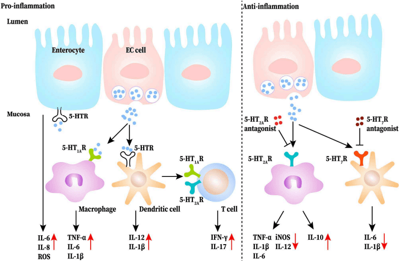 Schematic representation of 5-HT in the terminal and synapse