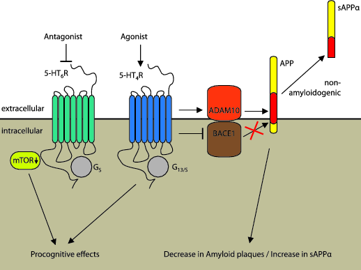 5-HT receptors and amyloid protein precursor processing.