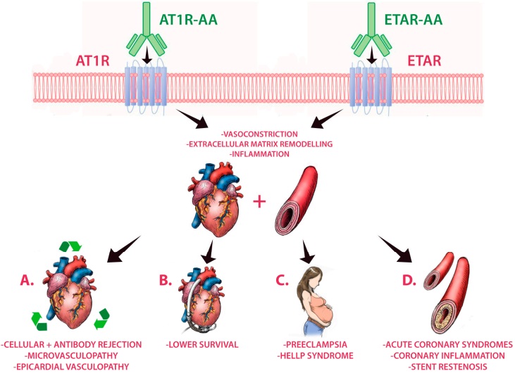 Fig.1 Role of anti-AT1R autoantibodies in AT1R activation. (Civieri, Laura and Francesco, 2022)