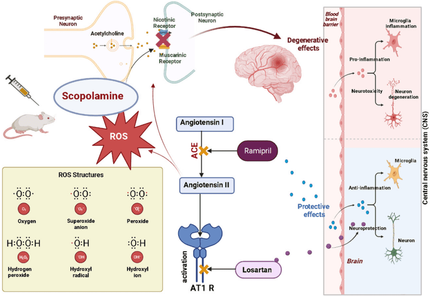 Fig.2 Regulation of renin–angiotensin–aldosterone system. (Ababei, et al., 2023)