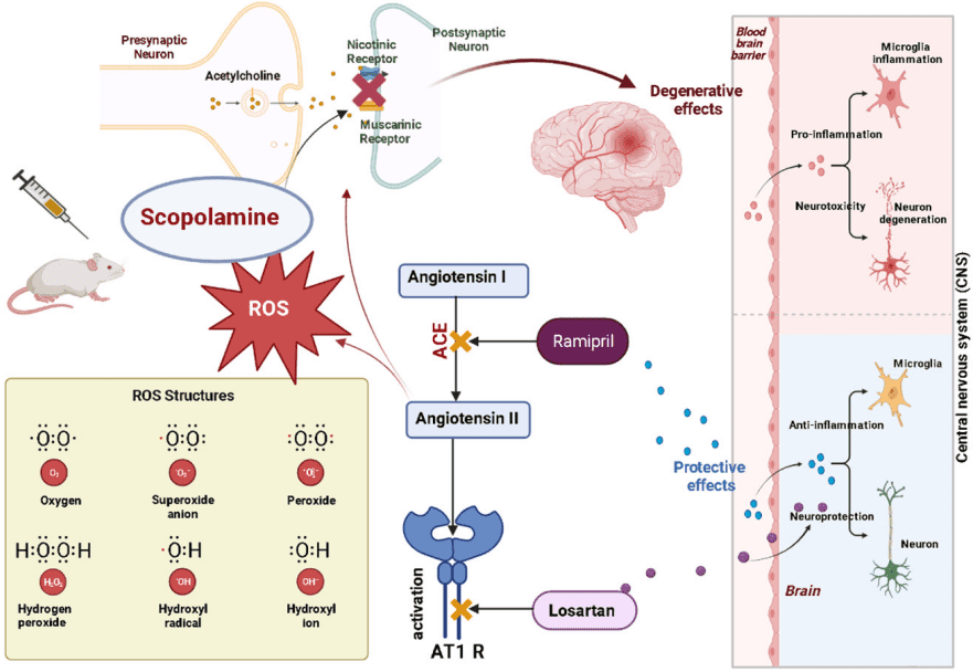 Scheme depicting 3 proposed mechanisms leading to activation of the brain renin-angiotensin system