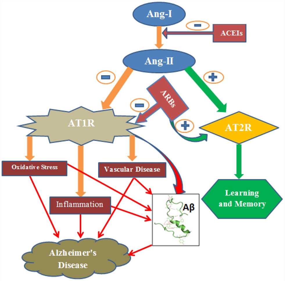 Ang 2 induces oxidative stress, inflammation and vascular disease via AT1R