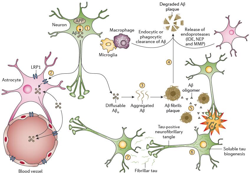 Pathways leading to plaques and tangles form the basis of the amyloid-β theory of Alzheimer’s disease.