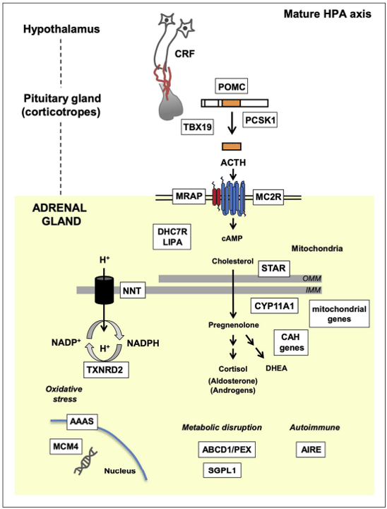 Fig.1 Molecular basis of pediatric adrenal insufficiency. (Buonocore, et al., 2020)