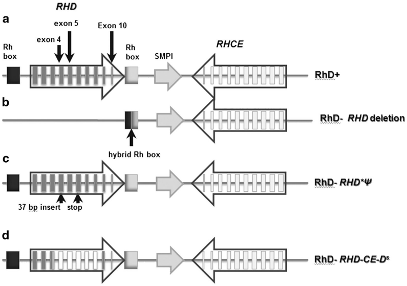 Diagram of the RhD and RhCE protein.