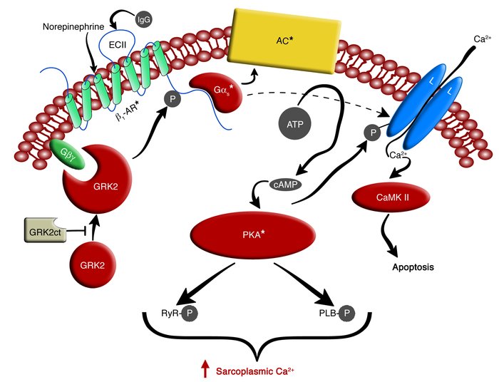 Schema for β1-AR-mediated cardiomyocyte stimulation and β1-AR desensitization.