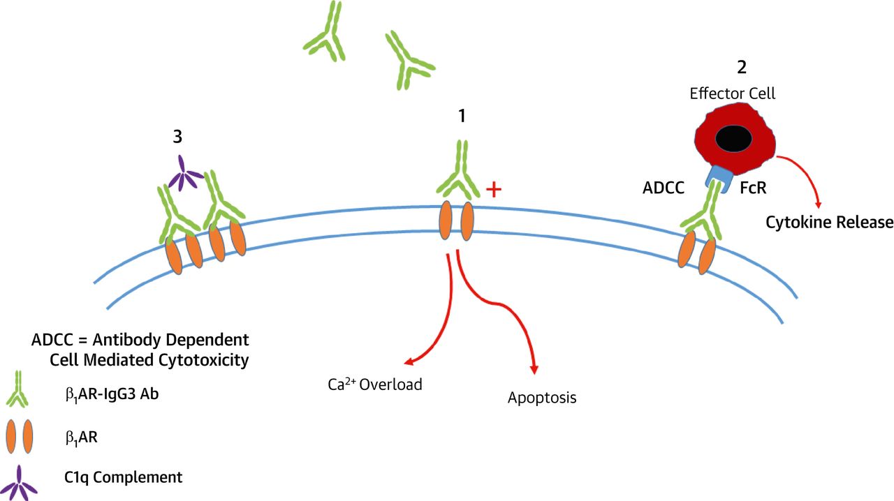 Potential Mechanisms Implicated in the Pathogenic Effect of β1 Adrenergic Receptor -IgG3 antibody.