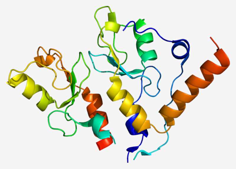 Fig.1 BMI-1 structure. (https://commons.wikimedia.org/wiki/File:Protein_BMI1_PDB_2ckl.png)