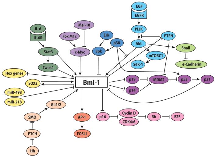 Fig.2 Bmi-1 key signaling pathways. (Herzog, Ritu and Jacques, 2023)