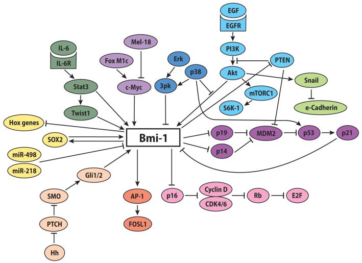 Pathways involved in the Bmi-1 regulation of epithelial-mesenchymal transition (EMT) in various types of cancers.