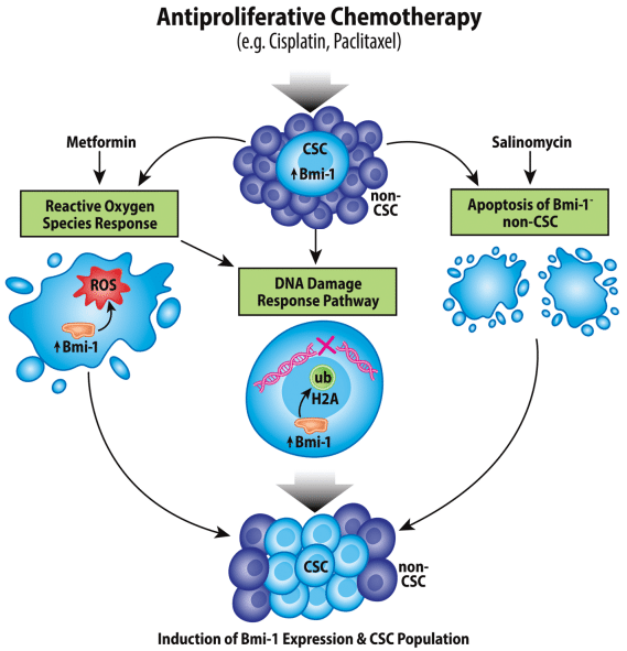 Overview of Bmi1’s role in proliferation (cell cycle) and self-renewal.