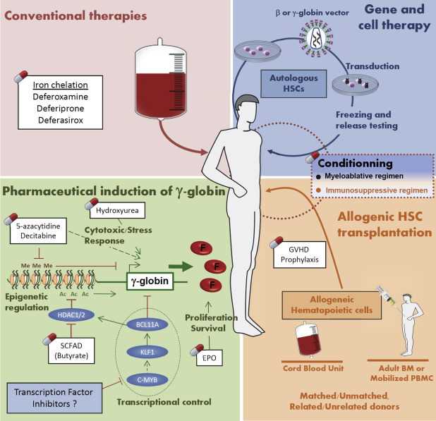 Current and future therapies for β-thalassemia major