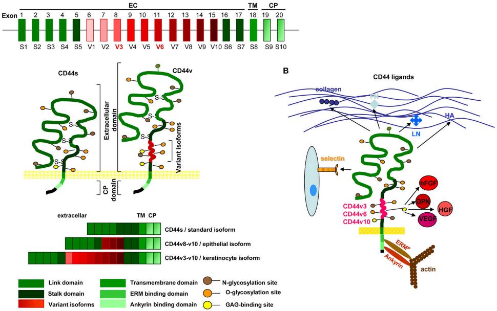 Fig.1 Structure and function of CD44. (Wang, et al., 2018)