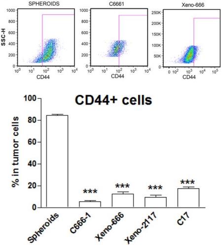 Fig.2 CD44+ cancer stem-like cells in EBV-associated nasopharyngeal carcinoma. (Lun, et al., 2012)