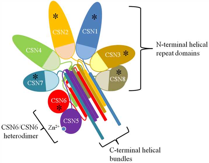 Structure of CSN.