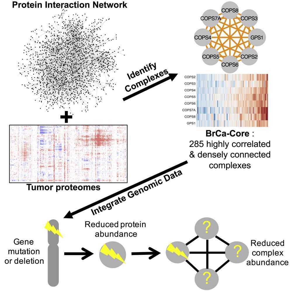 Proteomic profiles of breast tumors with a large-scale protein-protein interaction network.