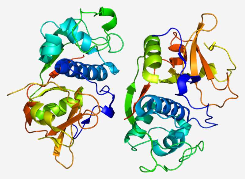 Fig.1 CTSF structure. (https://commons.wikimedia.org/wiki/File:Protein_CTSF_PDB_1m6d.png)