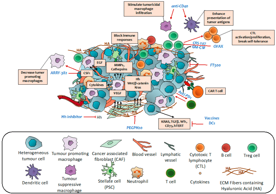 Fig.1 Immunomodulation of pancreatic ductal adenocarcinoma. (Leroux and Georgia, 2021)