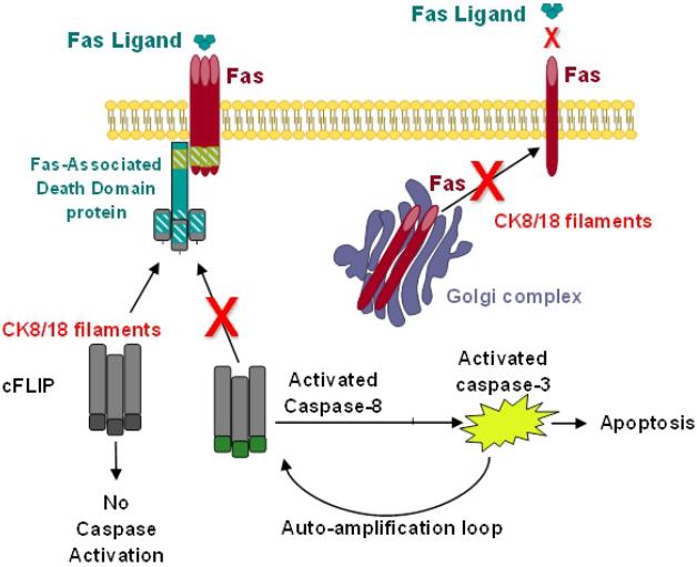 Fig.1 Molecular manipulation of keratin 8/18 intermediate filaments. (Townson and Catherine, 2012)