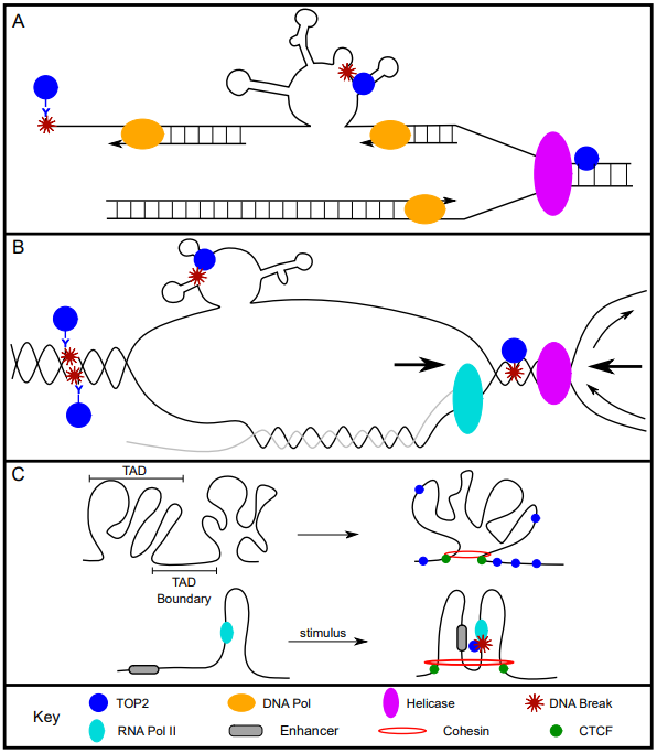 Fig.1 Role of DNA TOP2 in DNA Fragility. (Atkin, Heather and Yuh-Hwa, 2019)