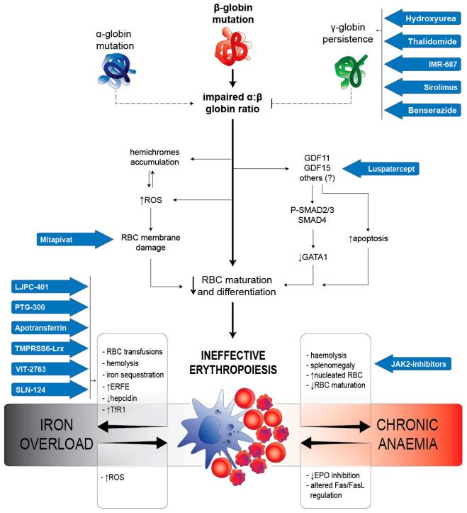 Mechanism of ineffective erythropoiesis and hemolysis in thalassemia