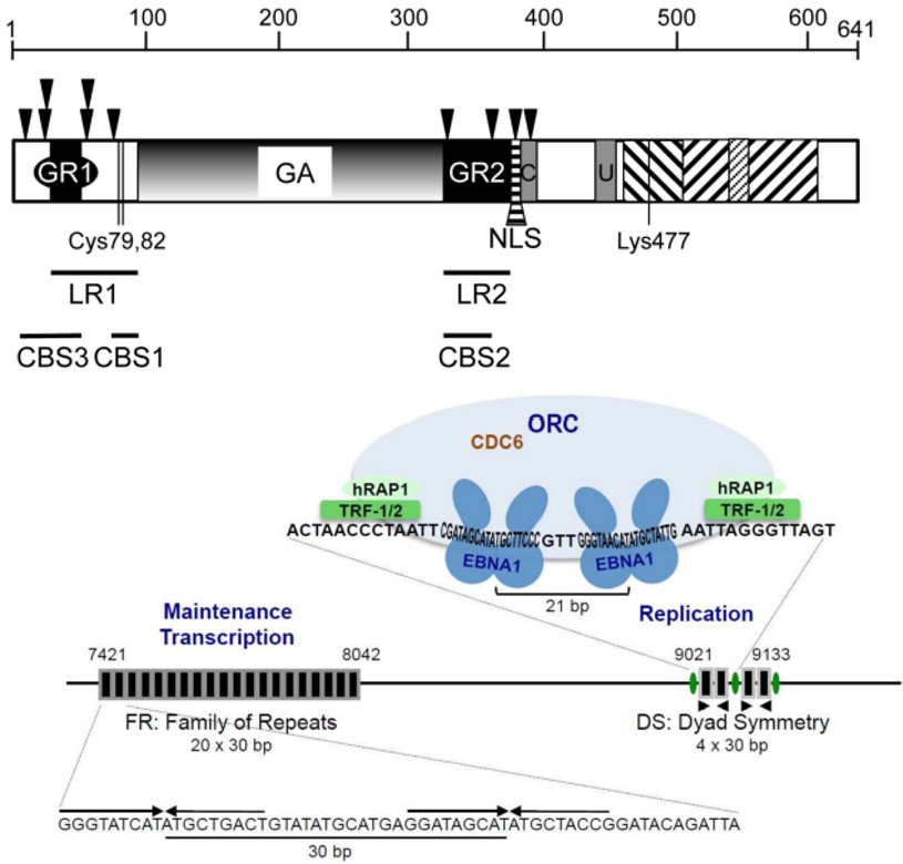 Fig.1 Features of EBNA1 and EBV oriP. (Wilson, et al., 2018)