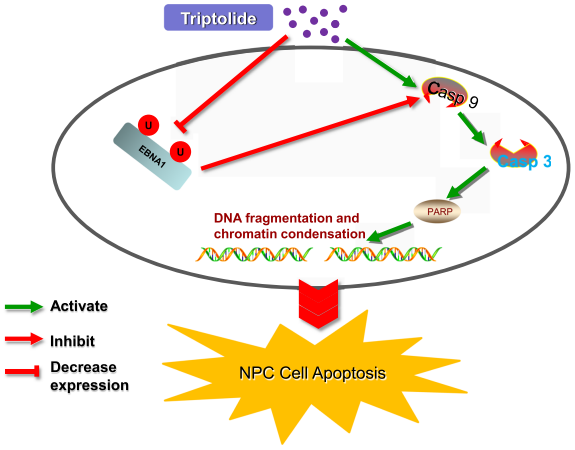 Fig.2 Role of EBNA1 in NPC tumourigenesis. (Zhou, et al., 2018)
