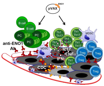 Anti-ENOA1 antibody immunotherapy.
